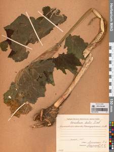 Heracleum maximum W.Bartram, Сибирь, Чукотка и Камчатка (S7) (Россия)