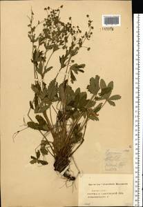 Potentilla thuringiaca subsp. goldbachii (Rupr.) Th. Wolf, Восточная Европа, Центральный лесостепной район (E6) (Россия)