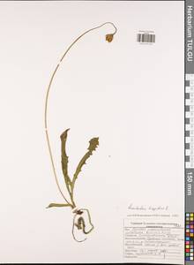 Кульбаба шершаволистная L., Восточная Европа, Центральный район (E4) (Россия)