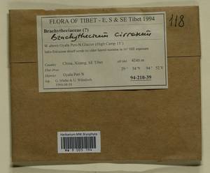 Brachythecium cirrosum (Schwägr.) Schimp., Гербарий мохообразных, Мхи - Азия (вне границ бывшего СССР) (BAs) (КНР)