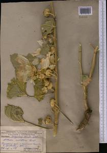 Шток-роза голоцветковая (Lindl.) Boiss., Средняя Азия и Казахстан, Памир и Памиро-Алай (M2) (Узбекистан)