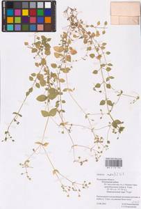 Звездчатка средняя, Мокрица (L.) Vill., Восточная Европа, Центральный район (E4) (Россия)