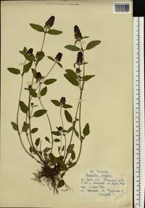 Черноголовка обыкновенная L., Восточная Европа, Центральный лесной район (E5) (Россия)