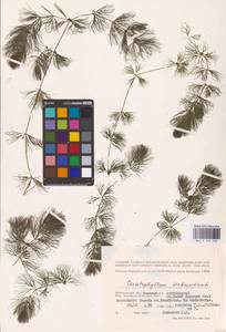 Роголистник светло-зеленый L., Восточная Европа, Нижневолжский район (E9) (Россия)