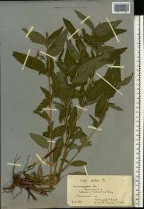 Фиалка высокая Fr., Восточная Европа, Нижневолжский район (E9) (Россия)