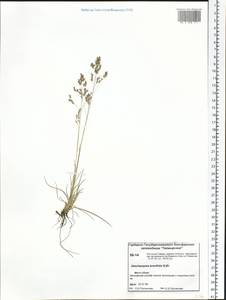 Deschampsia cespitosa subsp. septentrionalis Chiapella, Сибирь, Центральная Сибирь (S3) (Россия)