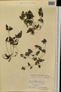 Лебеда лежачая, Лебеда простертая DC., Восточная Европа, Восточный район (E10) (Россия)