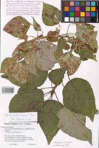 Populus ×berolinensis var. jrtyschensis (Chang Y. Yang) C. Shang, Восточная Европа, Центральный район (E4) (Россия)