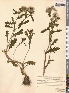 Крестовник обыкновенный L., Сибирь, Чукотка и Камчатка (S7) (Россия)