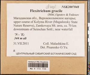 Flexitrichum gracile (Mitt.) Ignatov & Fedosov, Гербарий мохообразных, Мхи - Чукотка и Камчатка (B21) (Россия)