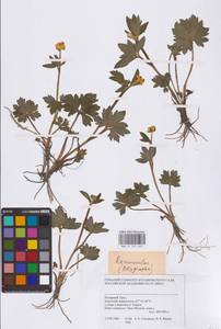 Лютик, Сибирь, Западная Сибирь (S1) (Россия)