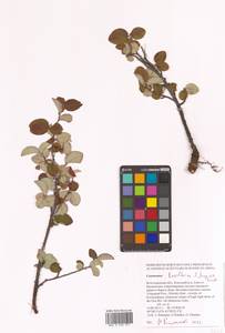 Кизильник рыхлоцветковый (J.Jacq.) Lindl., Восточная Европа, Нижневолжский район (E9) (Россия)