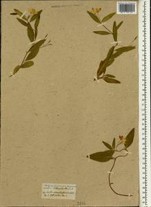 Billardiera heterophylla (Lindl.) L.W.Cayzer & Crisp, Зарубежная Азия (ASIA) (Неизвестно)