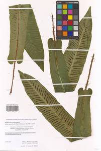 Костенец Комарова Akasawa, Сибирь, Дальний Восток (S6) (Россия)