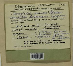 Dicranum acutifolium (Lindb. & Arnell) C.E.O. Jensen, Гербарий мохообразных, Мхи - Красноярский край, Тыва и Хакасия (B17) (Россия)