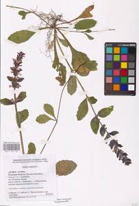 MHA 0 155 164, Живучка ползучая L., Восточная Европа, Центральный район (E4) (Россия)