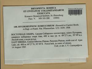 Pseudohygrohypnum subeugyrium (Renauld & Cardot) Ignatov & Ignatova, Гербарий мохообразных, Мхи - Красноярский край, Тыва и Хакасия (B17) (Россия)