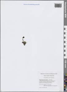 Oreomecon dahliana subsp. polaris (Tolm.) Elvebakk & Bjerke, Сибирь, Центральная Сибирь (S3) (Россия)