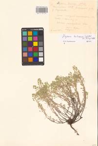 Odontarrhena tortuosa subsp. tortuosa, Восточная Европа, Восточный район (E10) (Россия)