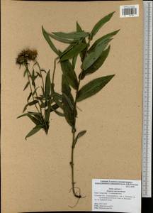 Pentanema salicinum subsp. salicinum, Восточная Европа, Центральный район (E4) (Россия)