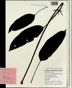 Heptapleurum heptaphyllum (L.) Y. F. Deng, Зарубежная Азия (ASIA) (Вьетнам)