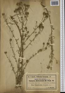 Centaurea australis Pancic ex A. Kern., Западная Европа (EUR) (Румыния)