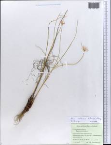 Лук меловой N.Friesen & Seregin, Восточная Европа, Средневолжский район (E8) (Россия)