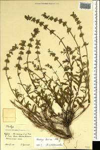 Чистец грузинский, Чистец иберийский M.Bieb., Крым (KRYM) (Россия)