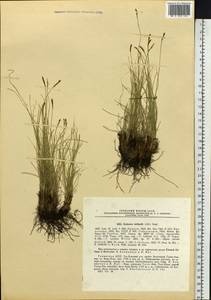 Carex myosuroides Vill., Сибирь, Алтай и Саяны (S2) (Россия)
