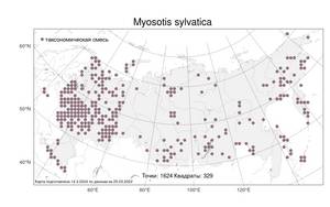 Myosotis sylvatica, Незабудка лесная Ehrh. ex Hoffm., Атлас флоры России (FLORUS) (Россия)