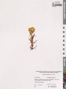 Пепельник болотный (L.) Fourr., Сибирь, Чукотка и Камчатка (S7) (Россия)