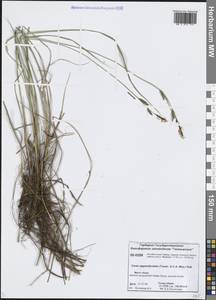 Осока придатконосная (Trautv. & C.A.Mey.) Kük., Сибирь, Центральная Сибирь (S3) (Россия)