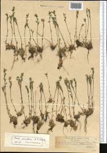 Draba parviflora (Regel) O.E. Schulz, Средняя Азия и Казахстан, Северный и Центральный Тянь-Шань (M4) (Казахстан)