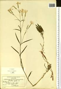 Гвоздика пышная L., Восточная Европа, Московская область и Москва (E4a) (Россия)