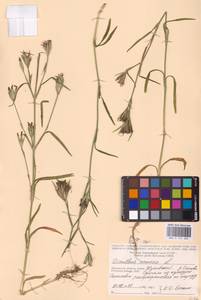 Гвоздика армериевидная L., Восточная Европа, Центральный район (E4) (Россия)