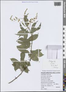 Polygala arillata Buch.-Ham. ex D.Don, Зарубежная Азия (ASIA) (Вьетнам)