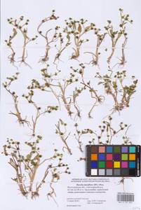 Лютик длиннолистный L., Восточная Европа, Нижневолжский район (E9) (Россия)