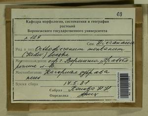 Orthodicranum montanum (Hedw.) Loeske, Гербарий мохообразных, Мхи - Центральное Черноземье (B10) (Россия)