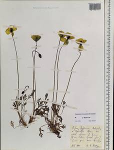 Oreomecon lapponica subsp. lapponica, Сибирь, Чукотка и Камчатка (S7) (Россия)