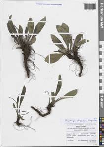 Подорожник Урвилля Opiz, Восточная Европа, Средневолжский район (E8) (Россия)