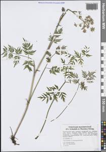 Остерикум Максимовича (F.Schmidt) Kitag., Сибирь, Дальний Восток (S6) (Россия)