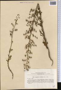 Scrophularia vvedenskyi Bondarenko & Filat., Средняя Азия и Казахстан, Сырдарьинские пустыни и Кызылкумы (M7) (Узбекистан)