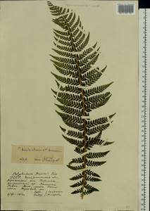 Многорядник Брауна (Spenn.) Fée, Восточная Европа, Западно-Украинский район (E13) (Украина)