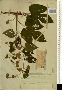 Хмель обыкновенный L., Кавказ, Азербайджан (K6) (Азербайджан)