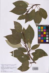 Тополь бальзамический L., Восточная Европа, Московская область и Москва (E4a) (Россия)