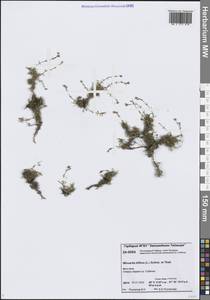 Шерлерия двухцветковая (L.) A.J.Moore & Dillenb., Сибирь, Центральная Сибирь (S3) (Россия)