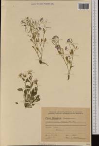 Arabidopsis neglecta (Schult.) O'Kane & Al-Shehbaz, Западная Европа (EUR) (Словакия)