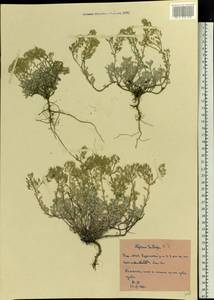 Odontarrhena tortuosa subsp. tortuosa, Восточная Европа, Восточный район (E10) (Россия)