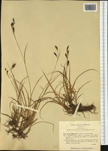 Carex frigida All., Западная Европа (EUR) (Италия)