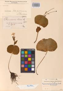 Лютик татранский L., Восточная Европа, Западно-Украинский район (E13) (Украина)